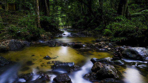 Stream flowing through rocks in forest