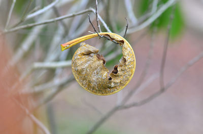 Close-up of plant growing on tree