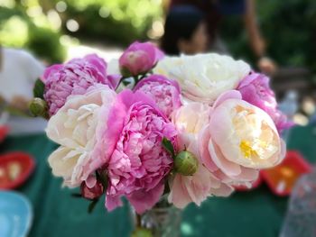 Close-up of pink flowers