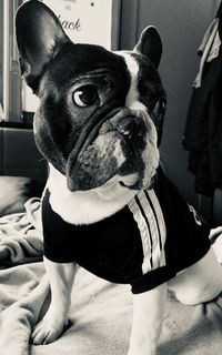 Portrait of a dog sitting on bed at home