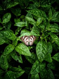 Full frame shot of green leaves