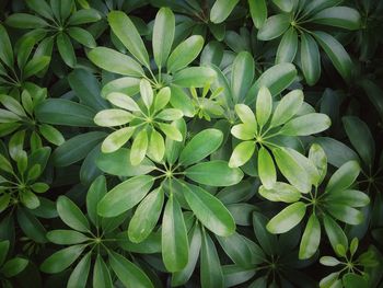 High angle view of flowering plants