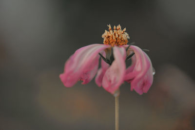 Close-up of pink flower