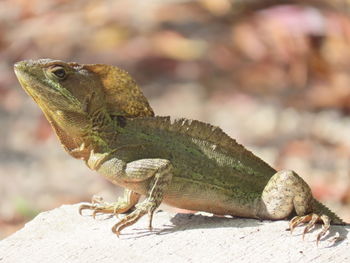 Closeup of a chameleon perched on a rock