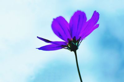 Close-up of pink flower against blue sky