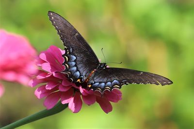 Close-up of butterfly pollinating on flower