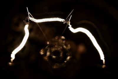 Close-up of animal in black background
