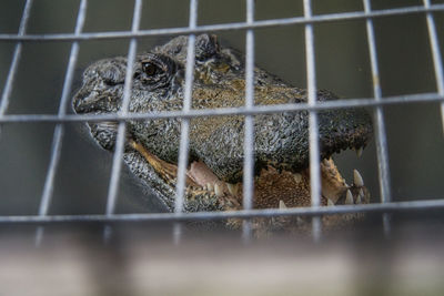 View of bird in cage