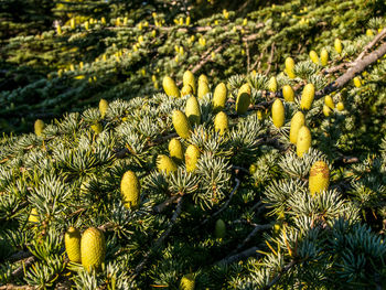 Close-up of yellow flowers