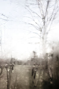 Close-up of bare trees against sky