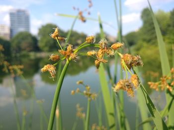 Close-up of flowering plant against sky