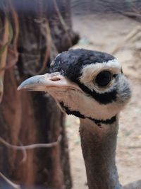 Close-up of a bird