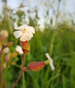 Close-up of white flowers blooming outdoors