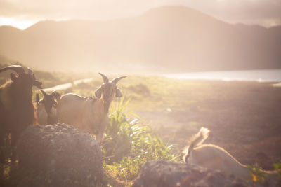 View of an animal on land