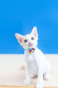 Portrait of white cat on blue wall