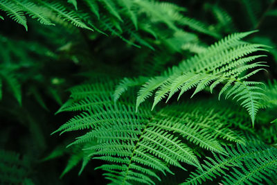 Close-up of fern leaves