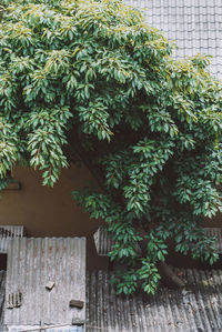 Close-up of potted plant on table in yard