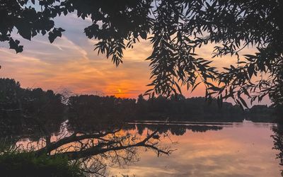 Silhouette of trees at lake during sunset