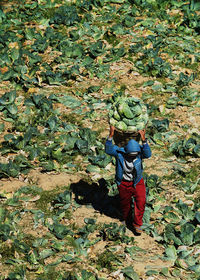 Person carrying cabbages at farm