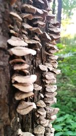 Close-up of tree trunk
