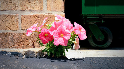 Close-up of pink flowers