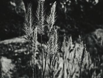 Close-up of plant growing on field