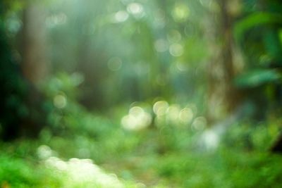 Defocused image of trees growing in forest