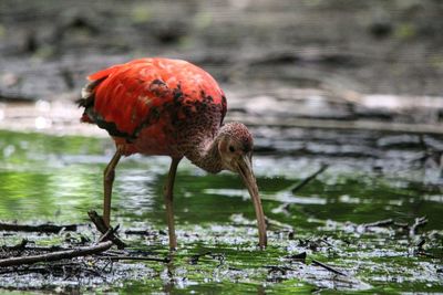 Close-up of a bird drinking water