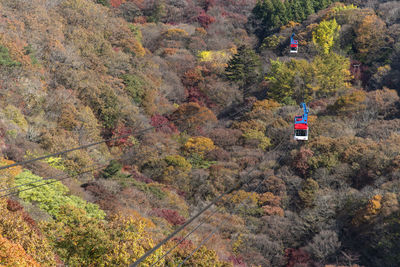 Scenic view of road amidst trees during autumn