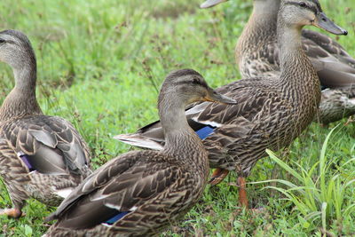High angle view of ducks on grass