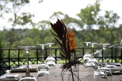 Close-up of leaves on table