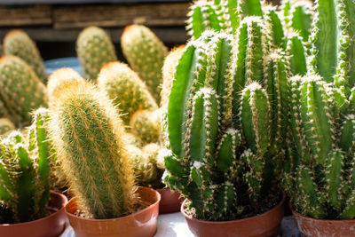 Close-up of succulent plant in pot