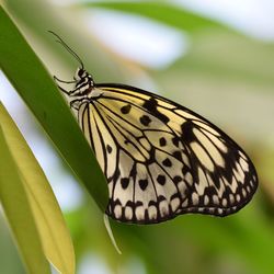 Close-up of butterfly on leaf