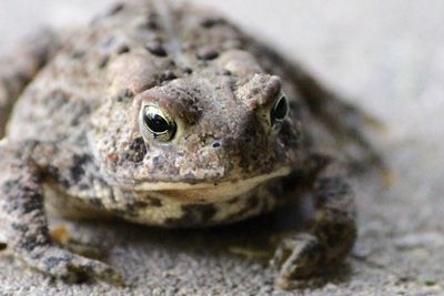 Close-up of toad on field