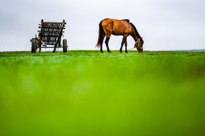 Horses standing in a field