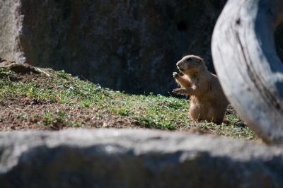 View of an animal on rock