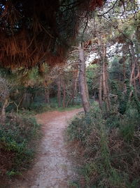 Trees growing in forest