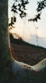Close-up of tree trunk during sunset