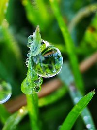 Close-up of raindrops on leaf