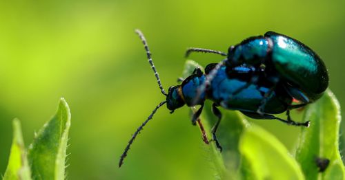 Close-up of insect on plant