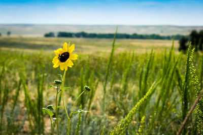 Close-up of sunflower blooming in field