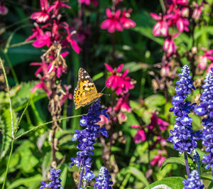 Close-up of butterfly pollinating on purple flowering plants