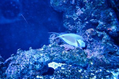 Fish swimming in sea