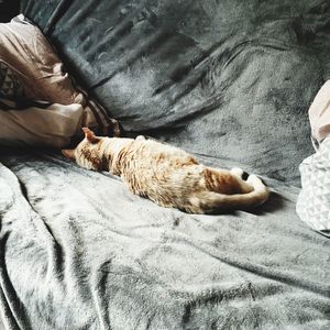 High angle view of cat sleeping on bed