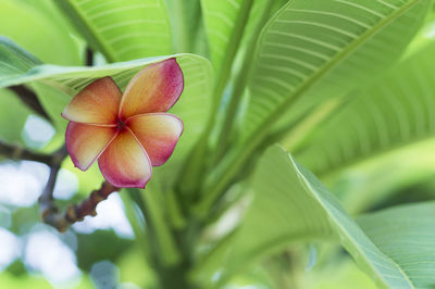 Close-up of flowering plant