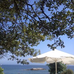 Reflection of trees in water