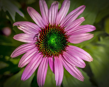 Close-up of pink flower
