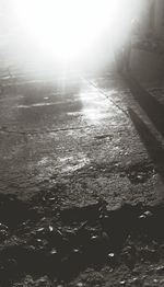 Reflection of trees in water