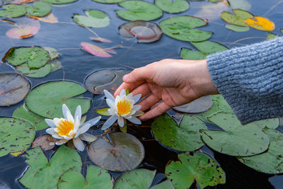 Close-up of lotus water lily in pond