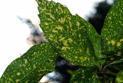 Close-up of green leaves on plant